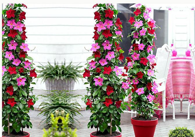 飘香藤双线藤花苗阳台花园藤蔓花卉四季开花双喜文藤爬藤植物盆栽