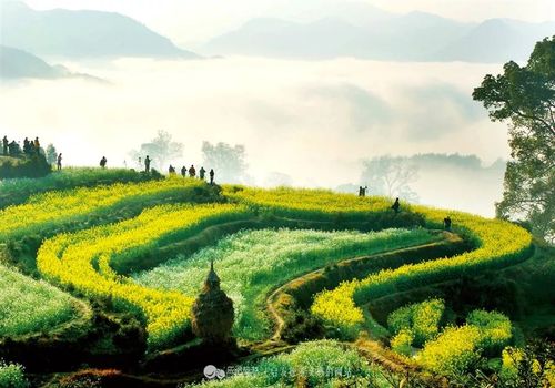 【邵武市旅行社】【3月特惠季】258元/人婺里看花:梯田花海篁岭十里