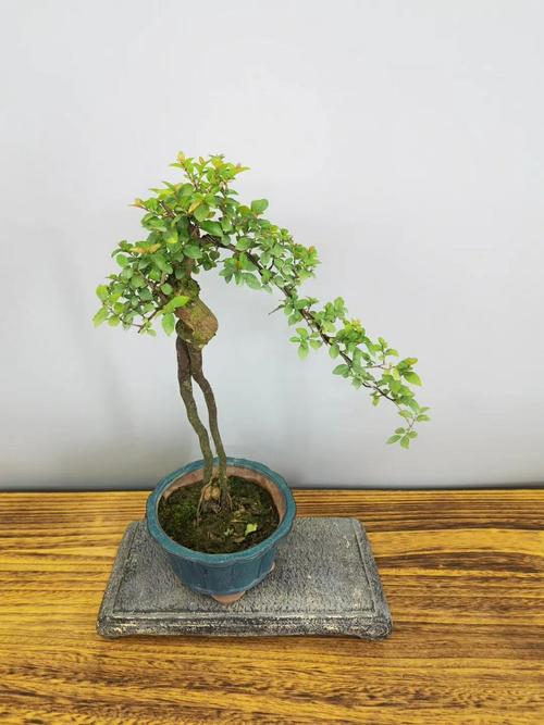 来一辑提根造型雀梅的图集