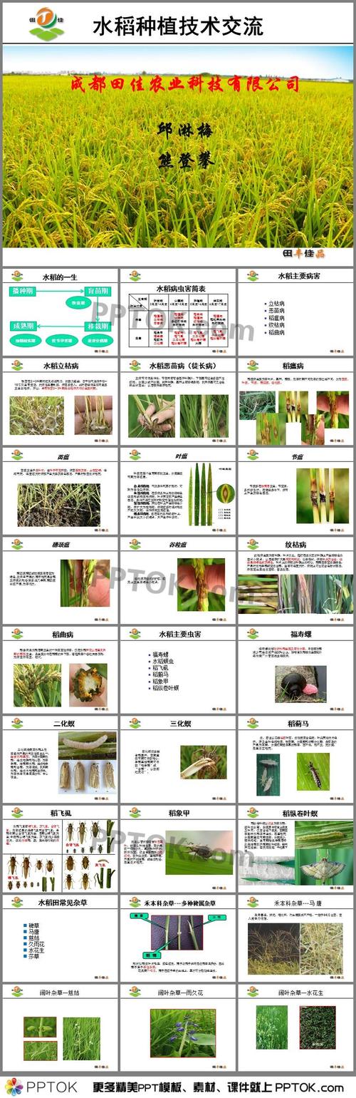 水稻全生育期ppt