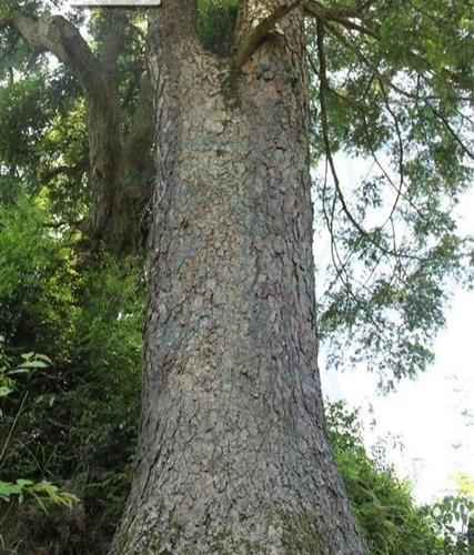 铁坚杉也叫牛尾松,铁坚油杉,是松科油杉属高大乔木,常绿树种,在我国
