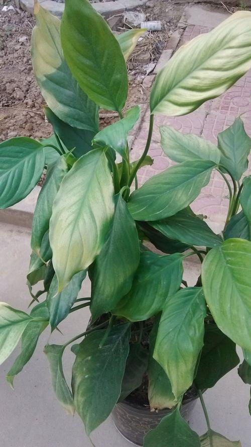 我家的万年青叶子发黄怎么办?