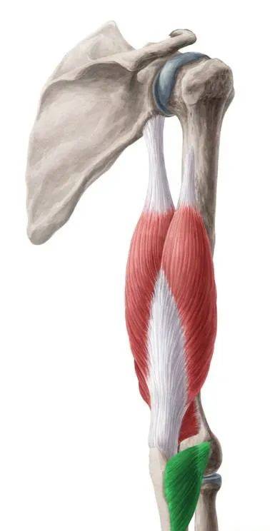 肌腱止于尺骨鹰嘴,作用为伸肘关节,长头还可使关节后伸和内收(1)肱桡