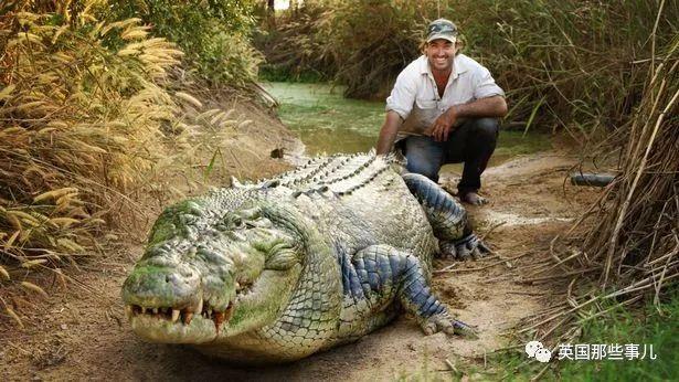 澳洲狂野早教2岁娃单挑巨蟒爸爸在一旁指点加油这