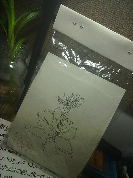 自己绘的长寿花白描图