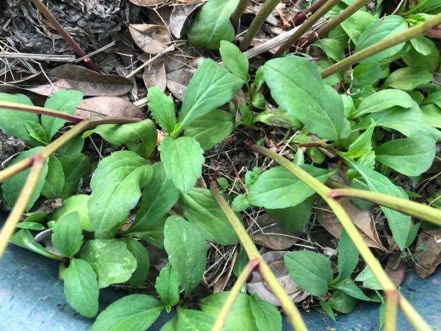 农村最常见的野菜都有哪些66种农村野菜图片及名称