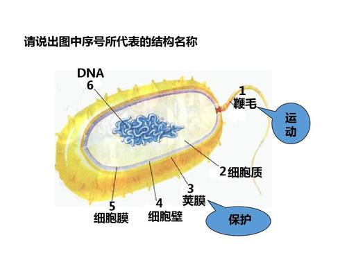 4.2《细菌》精品课件
