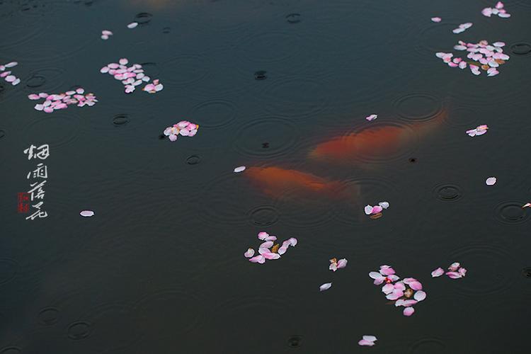 【烟雨落花】