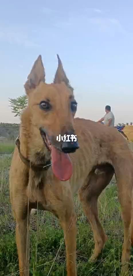 格力犬_宠物_宠物_狗