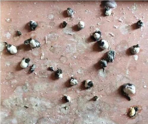 健康的鸽子粪是一般是固体状的,通常会呈现绿,褐,深色粪便颜色.