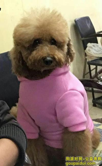 黄毛穿粉色衣服!胖!9年狗!叫哈尼!如有拾到者重金酬谢!