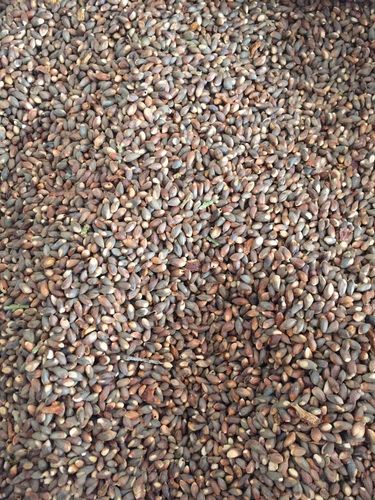 侧柏种子 柏树种子 柏树籽 新产柏树种子