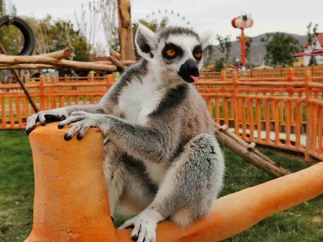 截至10月7日兰州野生动物园接待游客数量达15万人次