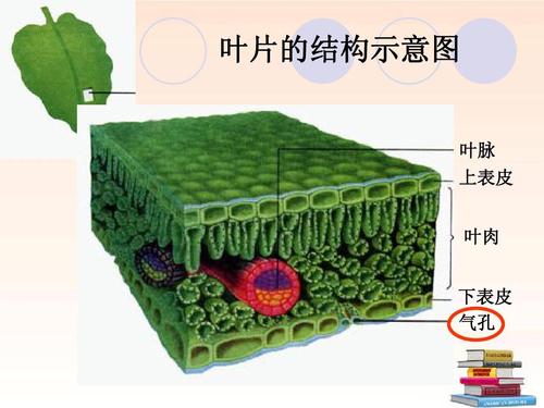 叶片的结构示意图 叶脉 上表皮 叶肉 下表皮 气孔