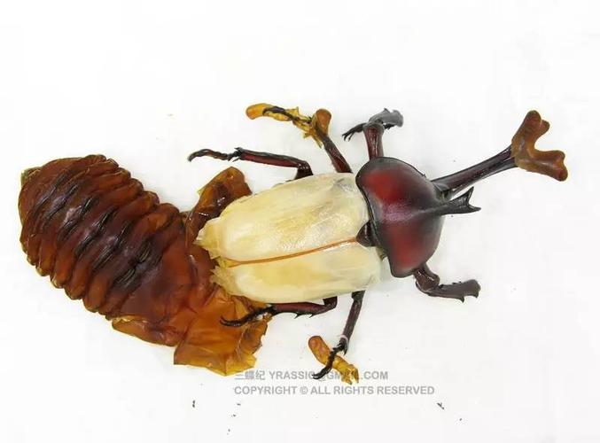 最喜欢的虫子当然是独角仙啦