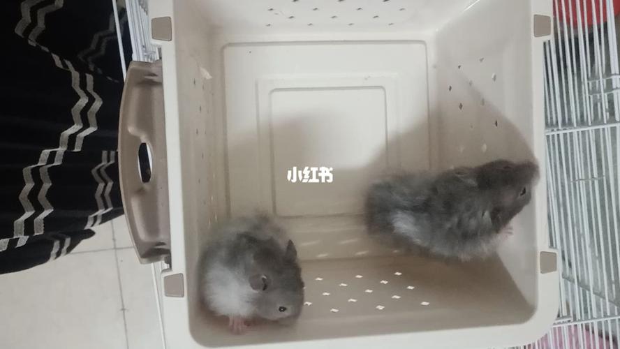 波利领养黑波利mm领养_领养_金丝熊_仓鼠_宠物_宠物