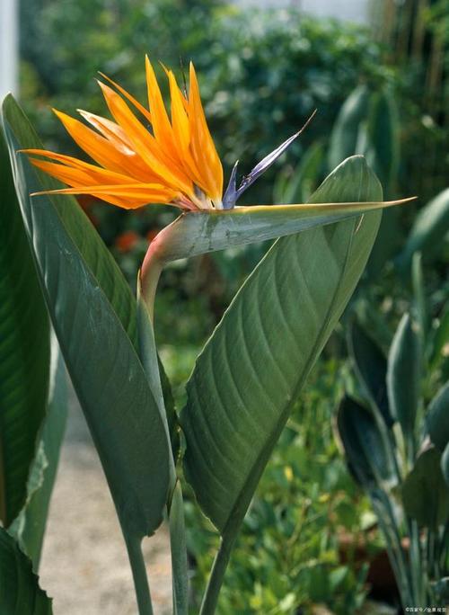 大自然惊艳之杰作——天堂鸟之花