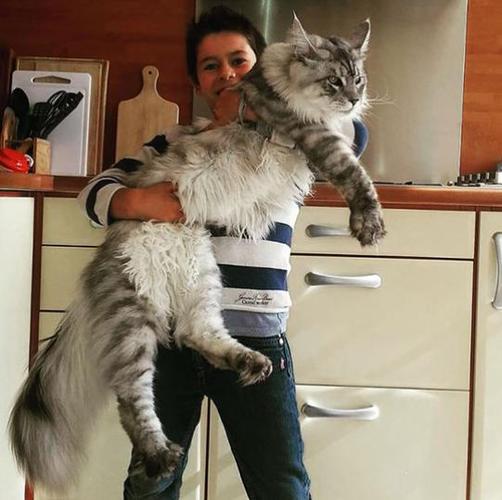 缅因猫这些行为,其实是"保护"主人的意思,别误会了