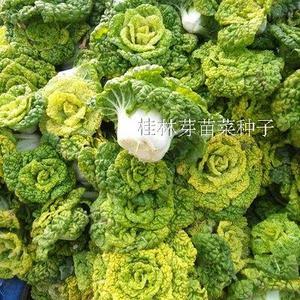菊花心菜种子白菜种子黄心白菜种子 白菜籽蔬菜种子秋冬种子链接