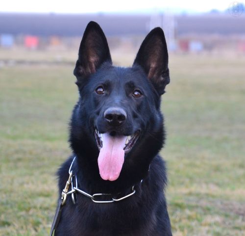 已售成犬-种犬信息-东德牧羊犬,东德牧羊犬种公,东德牧羊犬种母,东德