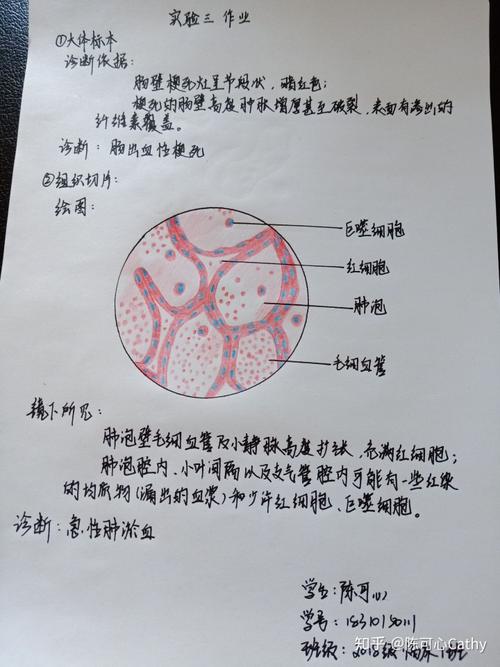 病理学红蓝铅笔绘图 实验作业