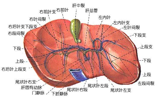 胆囊gallbladder位置:位于肝右叶下面胆囊窝内.