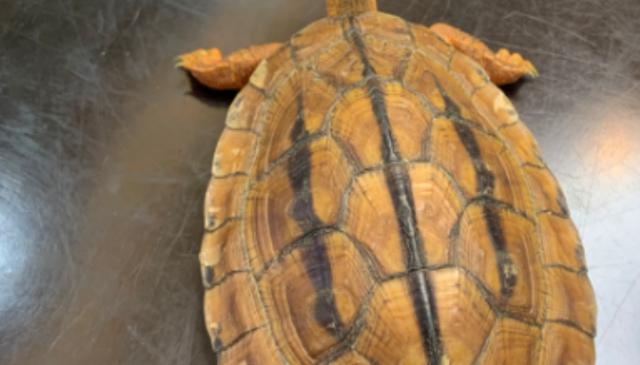 3,三线闭壳龟又称金钱龟,金头龟,红边龟,红肚龟,断板龟,川字背龟