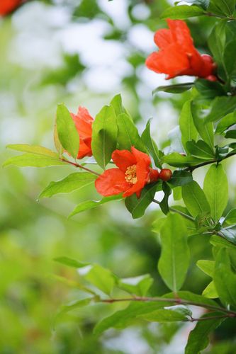 石榴花