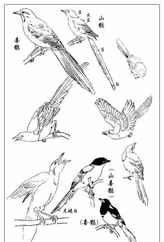 大师孙其峰画喜鹊!(附喜鹊画法)