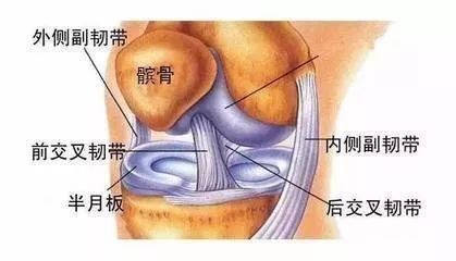 膝关节的左膀右臂快看看你的侧副韧带有没有受伤吧