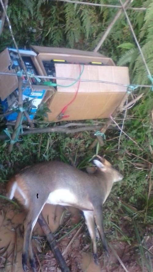 黑龙江省大庆市捕野猪工具手机远程遥控高压10万伏