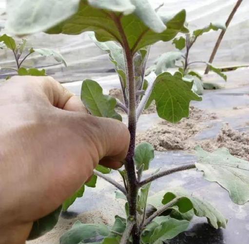 茄子打顶掐尖图解 怎样整枝打顶能高产
