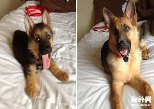 狗狗成长记录对比照,看看谁的变化大