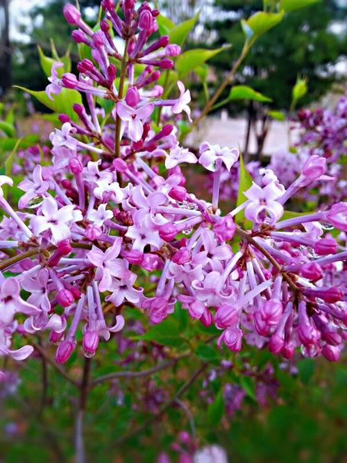 丁香花