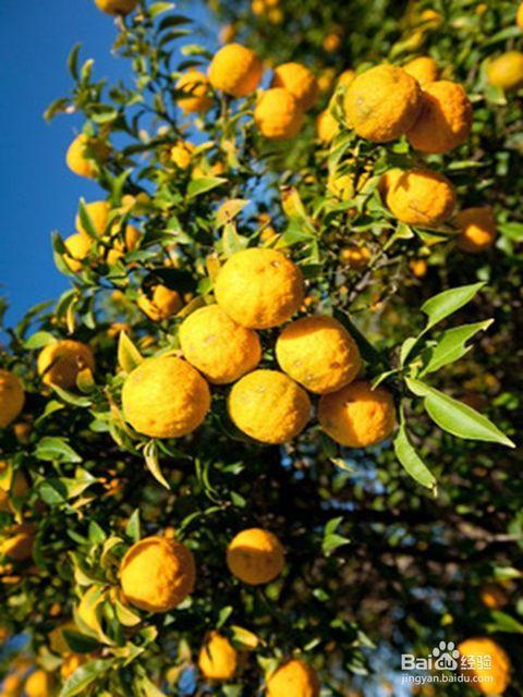 香橼的功效与作用