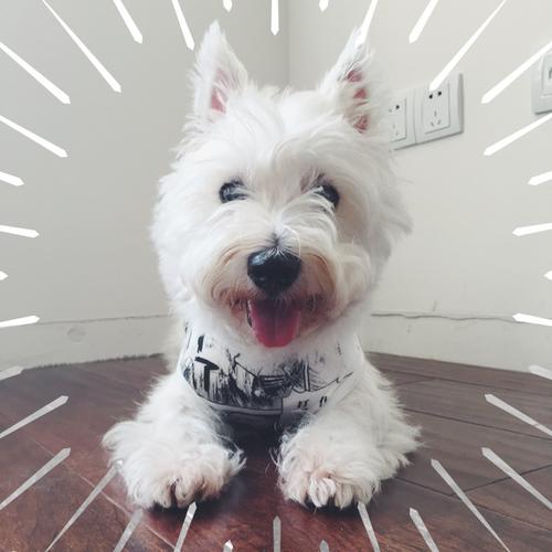 西高地白梗犬