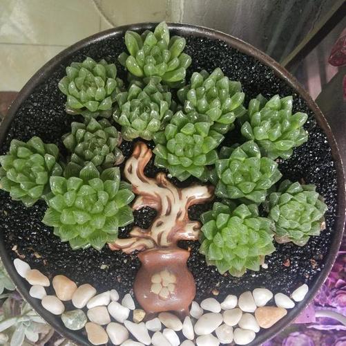 别错过这"三多肉",颜值高爆崽快,关键"好度夏"易出锦