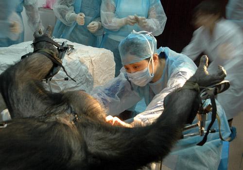 试管婴儿 产检建卡:黑猩猩"壮壮"接受人工授精(组图)