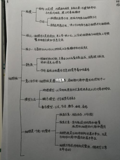 细胞核思维导图(详细版)_高一生物必修一_教育_中学