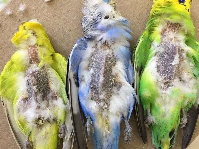 老师你好三只虎皮鹦鹉早晨突然死亡死前为发现症状请问是什么原因谢谢