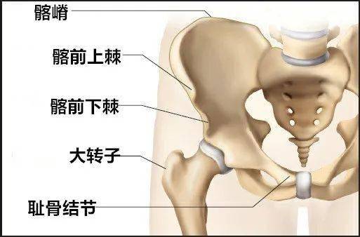 干货分享,如何准确定位髋关节?