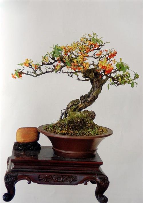 火棘文人盆景图片