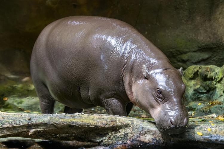 但是人们对于这头可爱的倭河马仍然知之甚少,它们周身遍布黝黑的皮肤