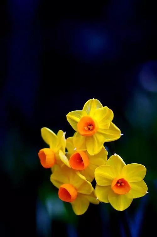 新年|水仙,花开.