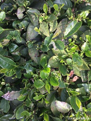 下面为大家介绍一下这种茶树上常见的病害的鉴别与防治方法.