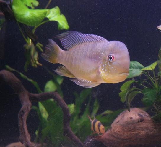 这种鱼最早由来自西德法兰克福的heiko bleher和英国伦敦的thomas