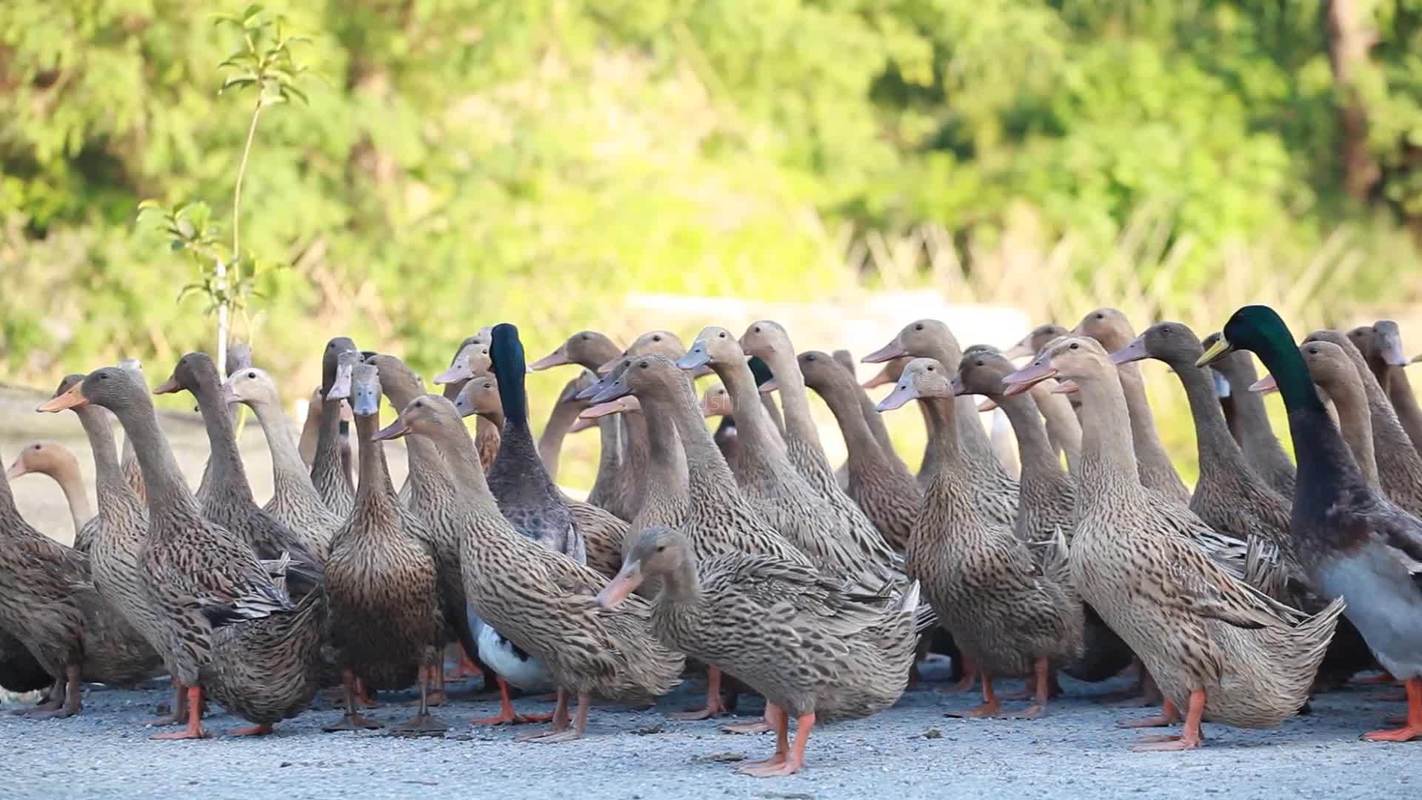 三穗麻鸭鸭群溪流嬉戏