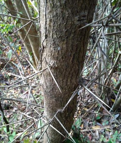 树干带刺的是什么树