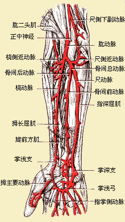 手上的动脉在哪,详细一点谢谢