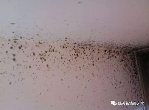 墙面起泡,掉皮,开裂,发霉怎么办?绿芙莱墙基布,墙面问题,一"布"解决!